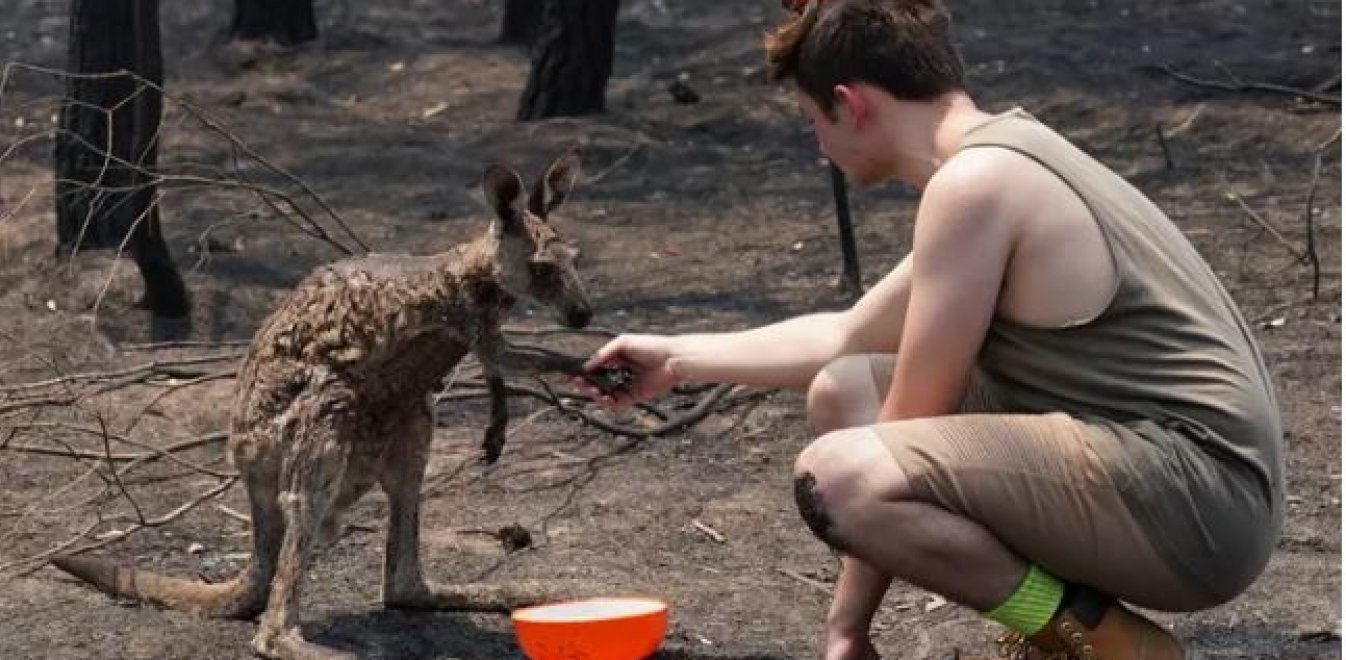 Αυστραλία: Στην πύρινη κόλαση τα ζώα ξαναβρίσκουν την εμπιστοσύνη στους ανθρώπους (pics)