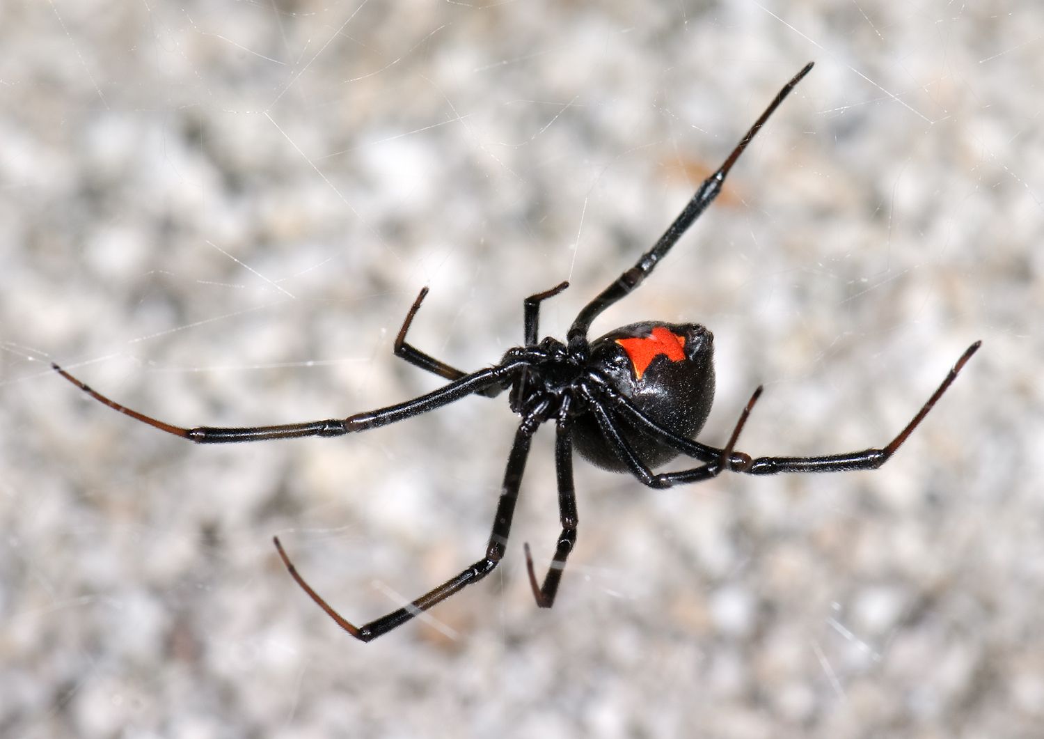 Δώστε προσοχή για Black Widow Αράχνες στο Φοίνιξ