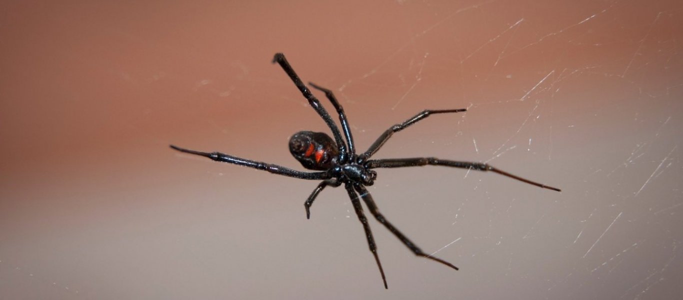 Τι θα συμβεί αν μας δαγκώσει η αράχνη «μαύρη χήρα» - Τα συμπτώματα ...